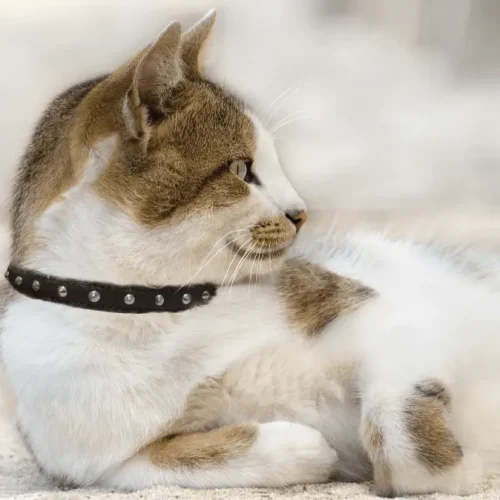 Studded Cat Collars
